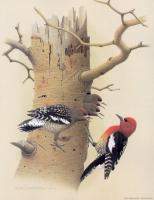 William Zimmerman - Red-breasted Sapsucker